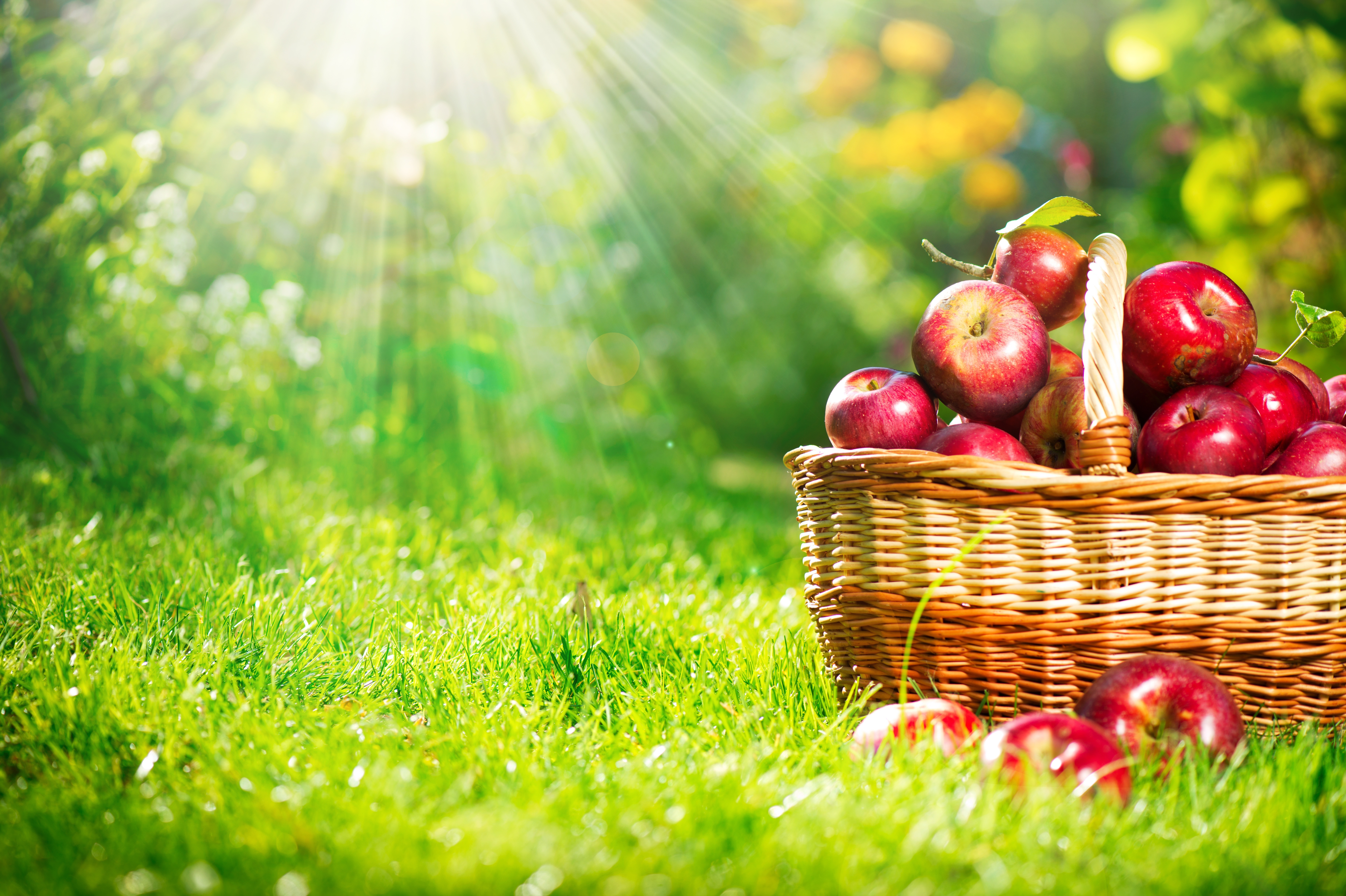 apples-basket-fruit-red-grass-light-rays-nature-autumn